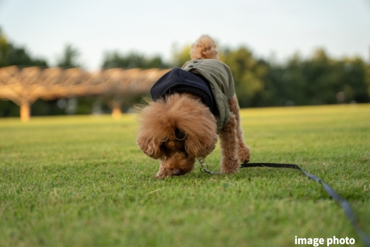 ソライエシティ ザ・パーク ザ・ガーデンのペット足洗い場イメージ画像
