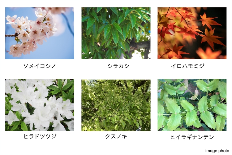 ソライエシティ ザ・ガーデンの植栽計画イメージ画像